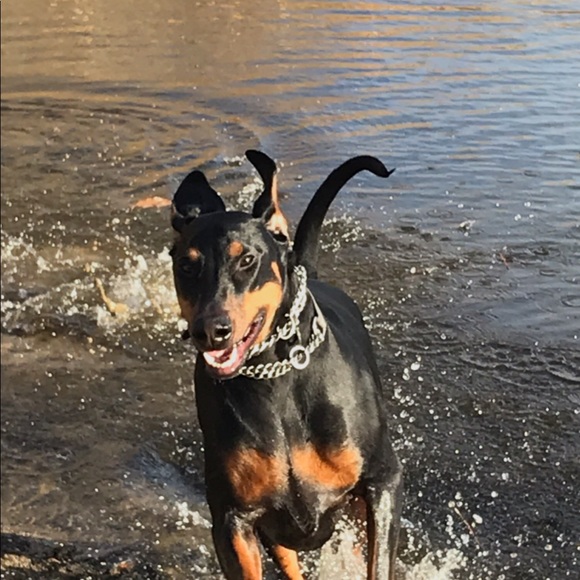 Meet your Posher, Cortney - Picture 1 of 1